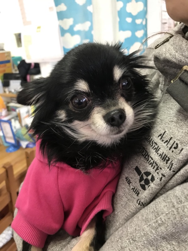 【里帰りワンコ🐶チワワのクー➡ココちゃん💕、トイプードルのまる子ちゃん💕、チワワのクロチャン💕】